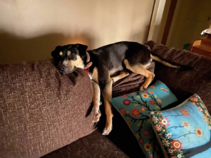 Dog lying on sofa