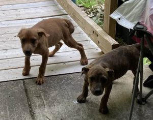 Two thin puppies on a porch.