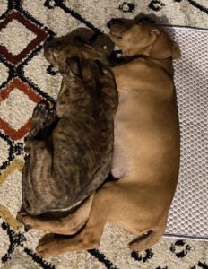 Two puppies sleeping on an area rug.