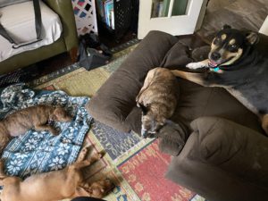 Four dogs hanging out.