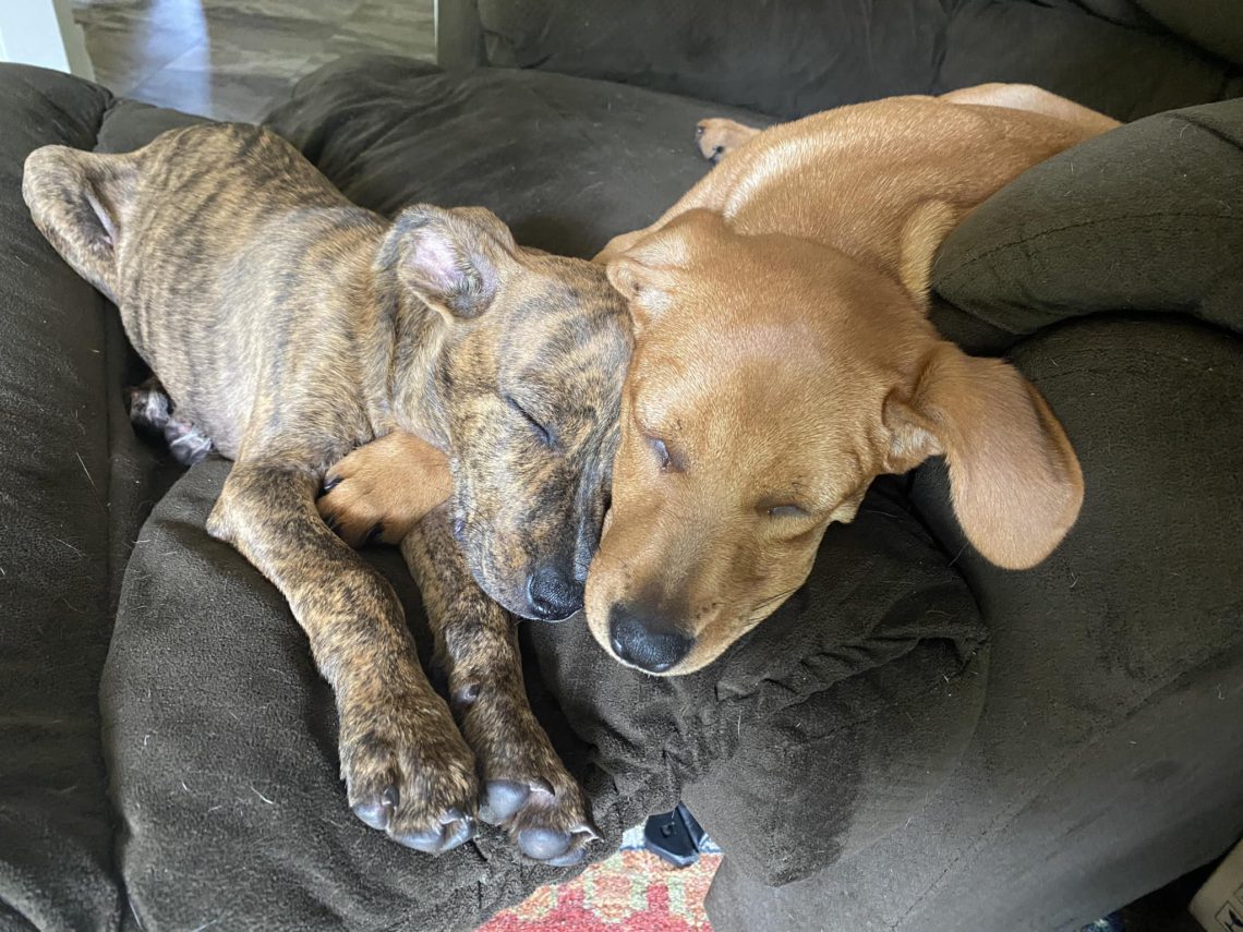 Two puppies sleeping in a recliner