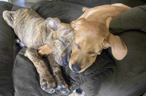 Two puppies sleeping in a recliner