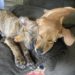 Two puppies sleeping in a recliner