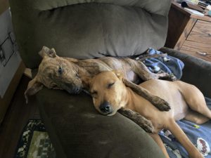 Two puppies snuggling in a recliner