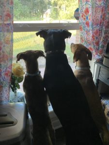 Three dogs looking out a window