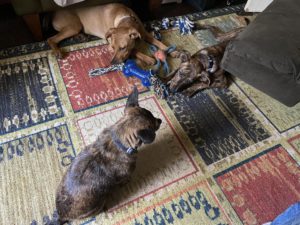 Three dogs playing on a rug.