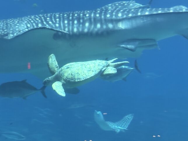 Sea turtle swimming with sharks and fish.